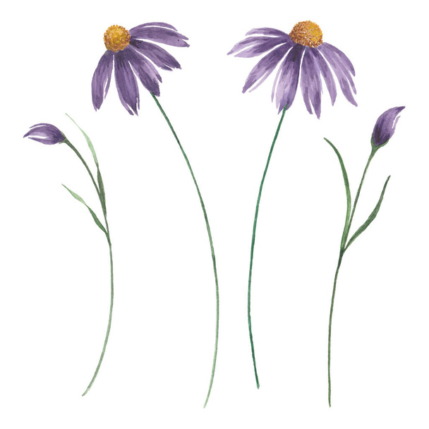 Buds and blooming purple flowers, watercolor echinacea flowers illustration. - Διάνυσμα, εικόνα