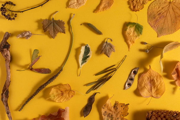Autumn dry leaves and seeds background. Flat lay, minimalist style. - Fotografie, Obrázek