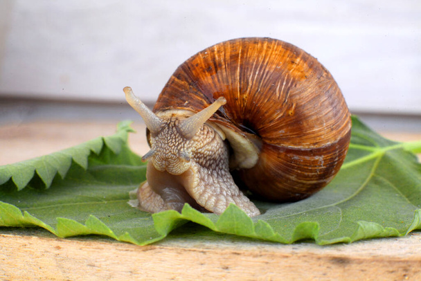 Ecological snail. Farm for growing grape snails. Snail close-up on a leaf of grapes - Foto, Bild