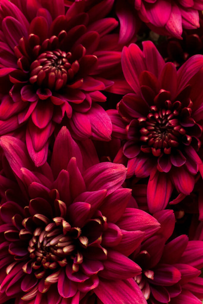 Burgundy chrysanthemum flowers on a white background close up - Foto, immagini