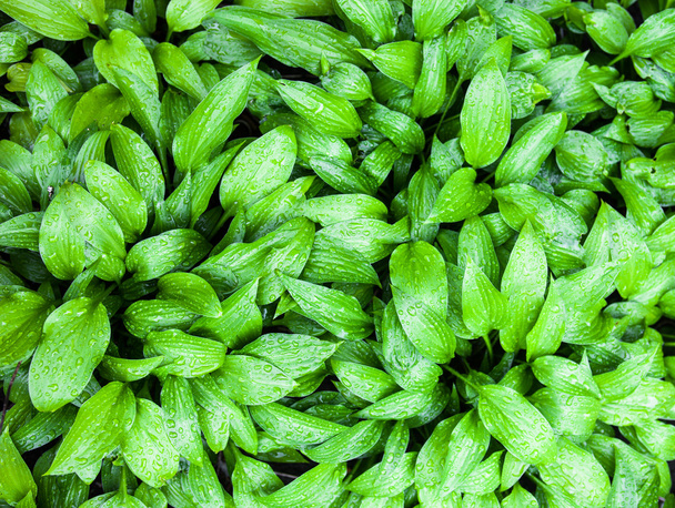 Grüne Blätter der Hosta mit Regentropfen - Foto, Bild