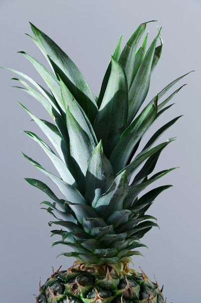 Feuilles d'ananas
 - Photo, image