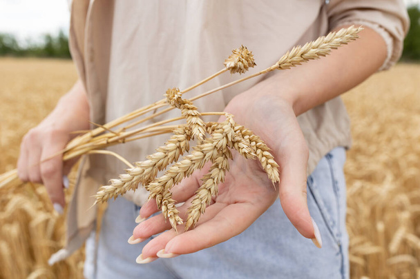 Стиглі вуха пшениці в руках жінки на тлі стиглого пшеничного поля
 - Фото, зображення