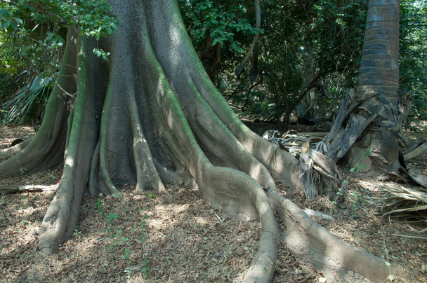 Kapop Ceiba pentandra var. guineensis to the left and palm tree to the right. Niokolo Koba National Park. Tambacounda. Senegal. - Photo, Image