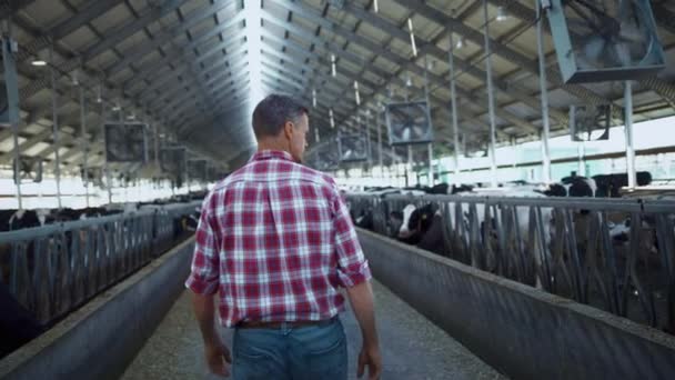 Farming specialist analysing dairy farm production process walking in modern cowshed. Agronomic worker checking cattle herd health looking on livestock stall. Producing ecological milk product concept - 映像、動画
