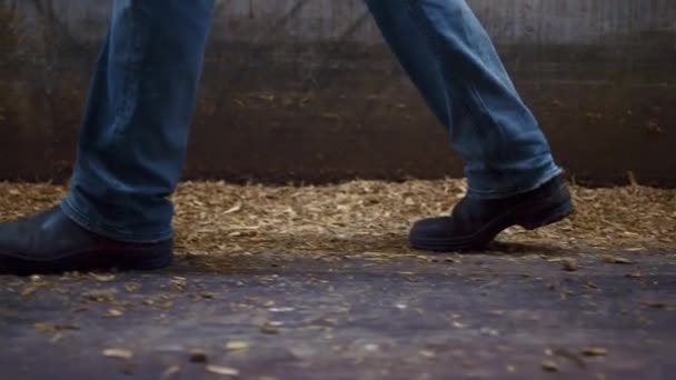 Nogi farmera w czarnych butach chodząca obora na żółtej słomce zbliżenie. Robotnicze nóżki w pobliżu boksów dla bydła na wiejskim ranczu. Nieznany przedsiębiorca rolny kontrolujący stado zwierząt w stodole. - Materiał filmowy, wideo