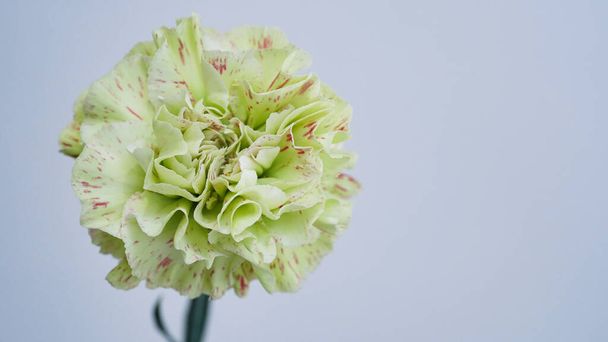 Macro photo of green,verdant carnation flower bud close-up on grey background.Texture soft petals of carnation.Beautiful banner of flowers.Scientific name Dianthus.Wedding postcard.Mothers day flower. - Photo, Image
