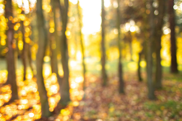 Verschwommener Hintergrund mit Herbstlandschaft. Verschwommene bunte Äste im sonnigen Park, abstrakter herbstlicher natürlicher Hintergrund. - Foto, Bild