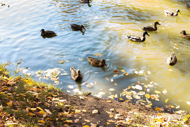 Зграя качок плаває на озері в парку восени
 - Фото, зображення