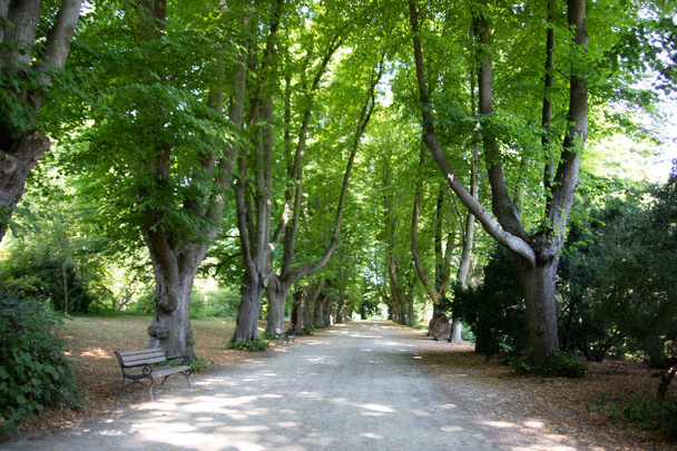 long avenue in park with bench - Photo, image