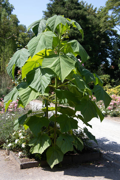 zöld lágyszárú növény a parkban - Fotó, kép