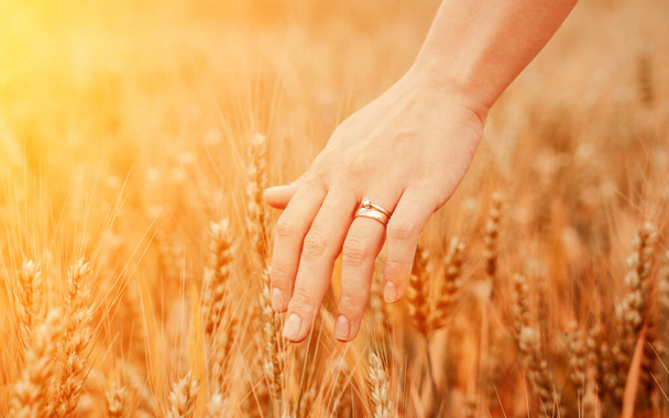 Wheat field hand woman. Young woman hand touching spikelets cereal field in sunset. Harvesting, summer sun, organic farming concept - Photo, Image
