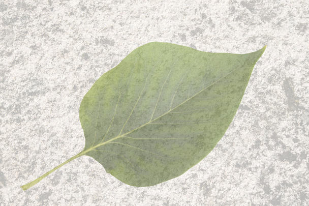 leaf on the old texture - Zdjęcie, obraz
