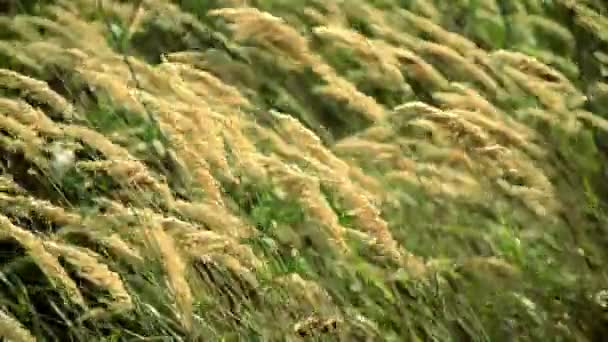 Dzika trawa wiatr - Materiał filmowy, wideo