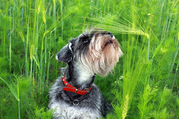 pes mezi pšenice uši - Fotografie, Obrázek