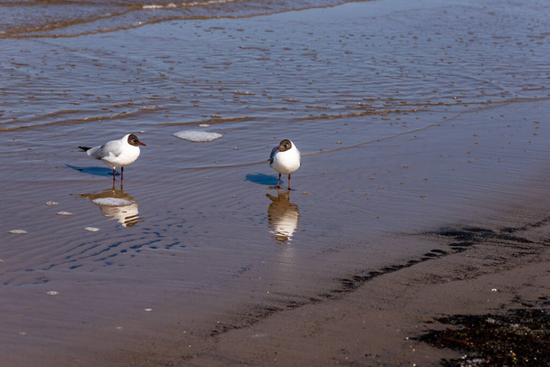 Due piccoli gabbiani dalla testa nera (Larus ridibundus) in piedi in mare a Majori Beach a Jurmala, Lettonia. Due gabbiani ridenti uno guardando a sinistra e l'altro a destra con riflessi al mare.  - Foto, immagini