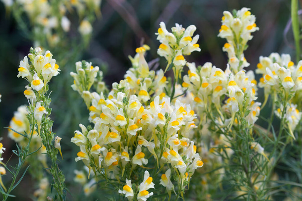 Linaria vulgaris, common toadflax, butter-and-eggs yellow summer flowers closeup selective focus - 写真・画像