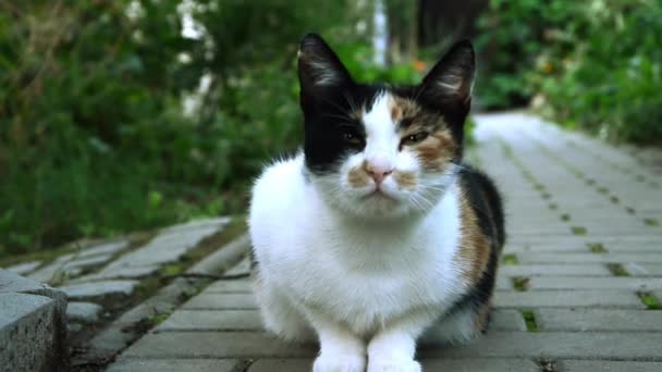 portret kota - Materiał filmowy, wideo
