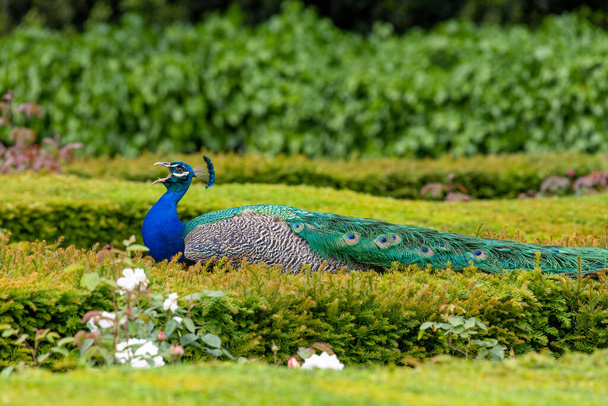 Portrait of a peacock (pavo cristatus) sitting squawking while siiting on a hedge - 写真・画像