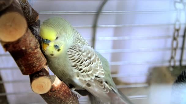 Cocorita πουλί - Πλάνα, βίντεο