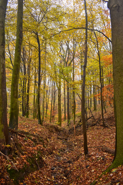 colorful trees in autumn with a small stream through the forest - Photo, Image