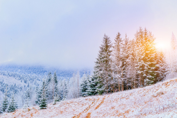 winter landscape trees in frost  - Fotografie, Obrázek