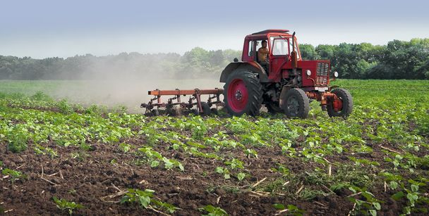 Ukraine.Tractor. Field. Sunflower. Cultivation. - Photo, Image