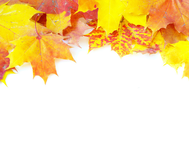 Autumn maple leaves - Zdjęcie, obraz