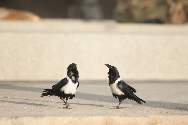 Paire de corbeaux Corvus albus. Dakar. Sénégal. - Photo, image