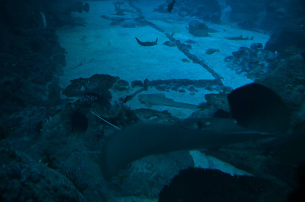 Onder water uitzicht op de oceaan, koraalrif en vissen - Foto, afbeelding