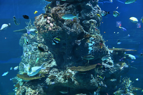 Onder water uitzicht op de oceaan, koraalrif en vissen - Foto, afbeelding