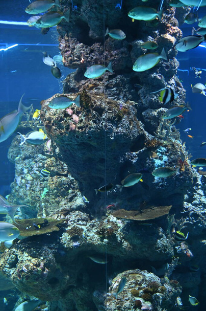 Under Water View of the Ocean, Coral Reef and Fishes - Foto, immagini