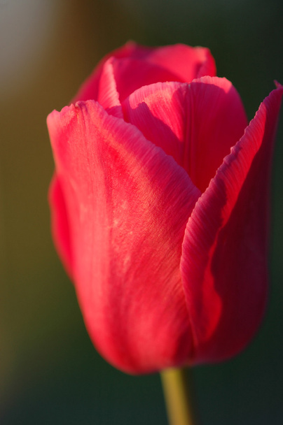 Красный тюльпан (Tulipa, Лилиевые
) - Фото, изображение