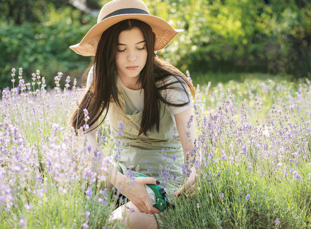 Young girl cuts lavender with secateurs. Gardening concept - young woman with pruner cutting and picking lavender flowers at summer garden - Valokuva, kuva