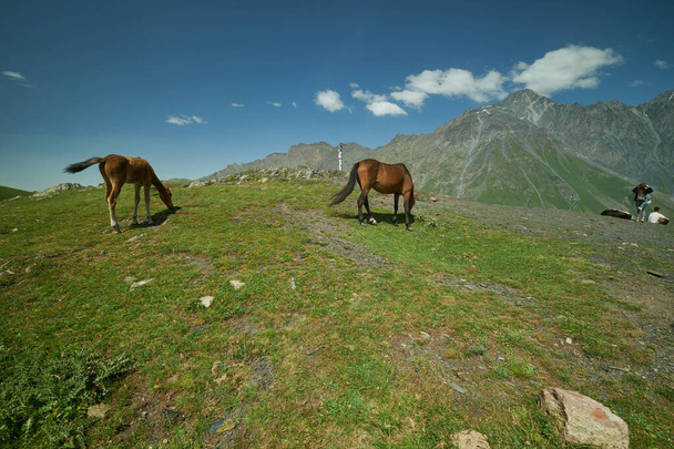 Mount Kazbek or Mount Kazbegi in Stepantsminda, Georgia daylight summer view with  wild horses in foreground and clouds in the sky in background - Zdjęcie, obraz