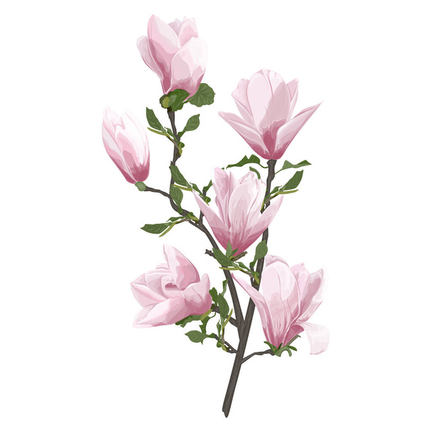 Růžové pivoňka květiny izolované na bílém pozadí - Vektor, obrázek
