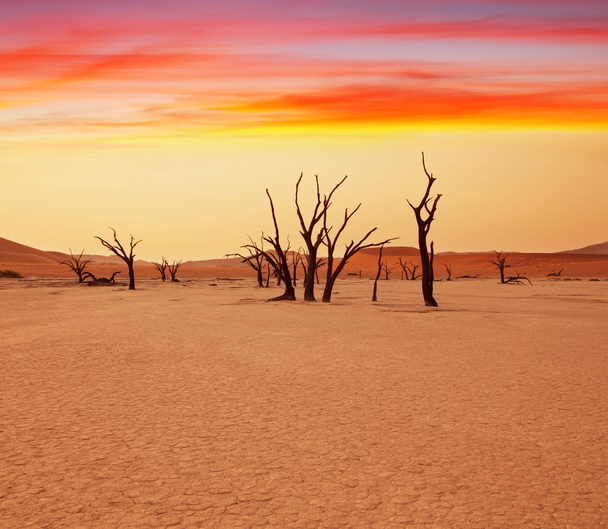Namibische woestijn - Foto, afbeelding