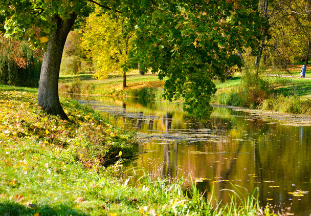 fa, zöld levelek a víztől, - Fotó, kép