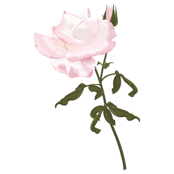Ροζ παιώνι λουλούδι απομονωμένο σε λευκό φόντο - Διάνυσμα, εικόνα