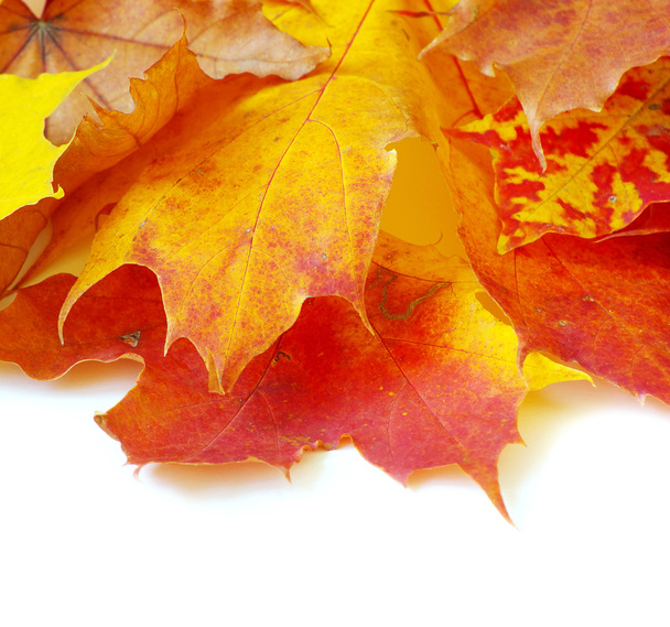 Folhas de Outono
 - Foto, Imagem