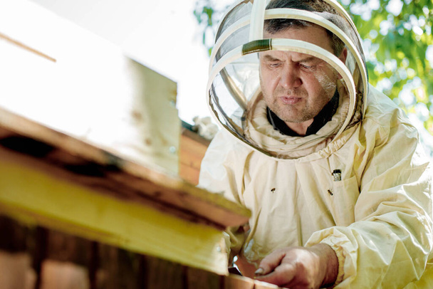 A careful beekeeper removes honeycombs with bees for inspection. Experienced beekeeper. The concept of beekeeping - Foto, afbeelding