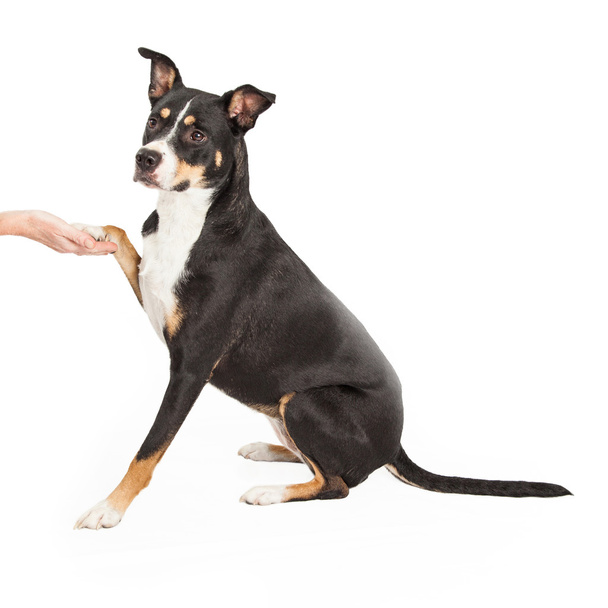 Staffordshire Terrier Cross Shaking Paw - Photo, Image