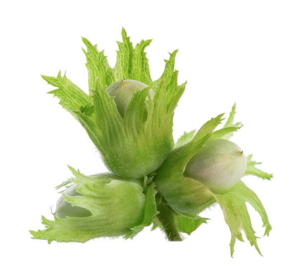 Nueces de avellana verdes aisladas sobre fondo blanco. Frutos verdes frescos inmaduros de avellana común. Corylus avellana - Foto, Imagen