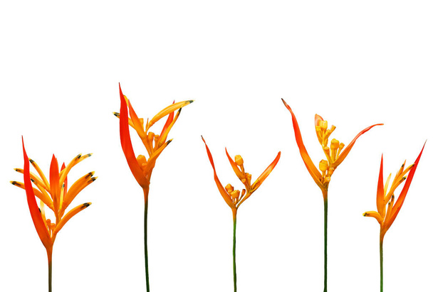 floral background, a row of bright, orange strelitzia flowers on a white background, copy space - Foto, afbeelding