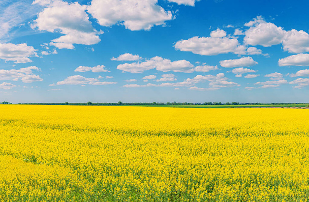 Поле з жовтими квітами і блакитне небо з хмарами, схоже на прапор України. - Фото, зображення