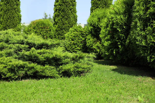 Wonderful green thuja plants growing in garden. Picturesque landscape - Photo, Image