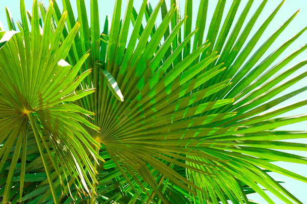 palmbladeren achtergrond - Foto, afbeelding