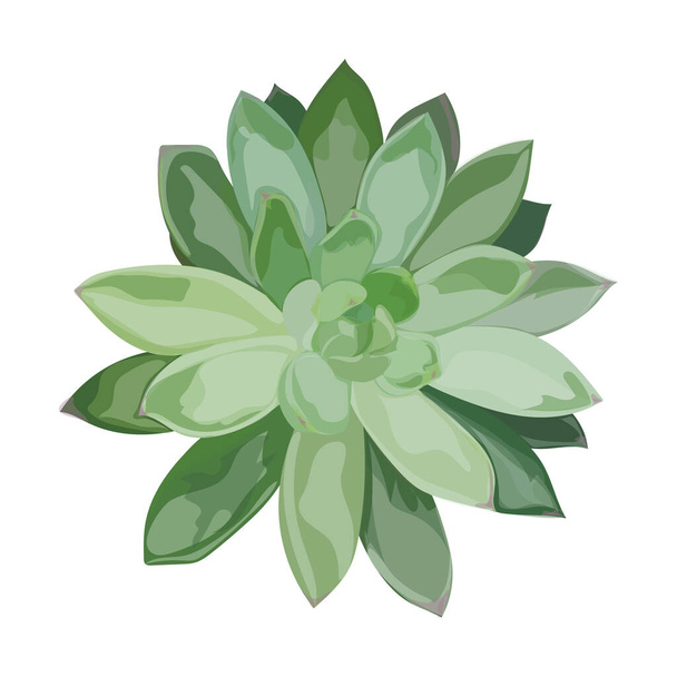 vector illustration of a beautiful green plant - ベクター画像