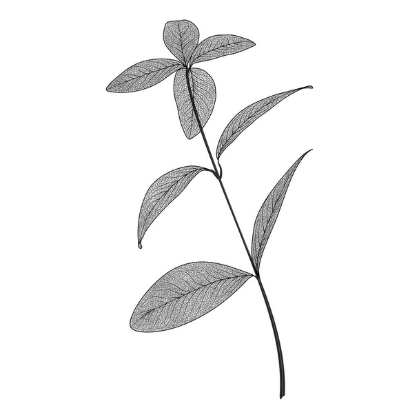 vector illustration of plant branch - Вектор,изображение