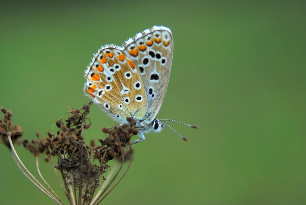Красивая бабочка
 - Фото, изображение